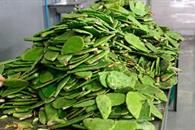 UNAM desarrolla fertilizante con residuos de nopal UNAM desarrolla fertilizante con residuos de nopal