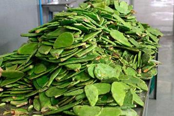 UNAM desarrolla fertilizante con residuos de nopal