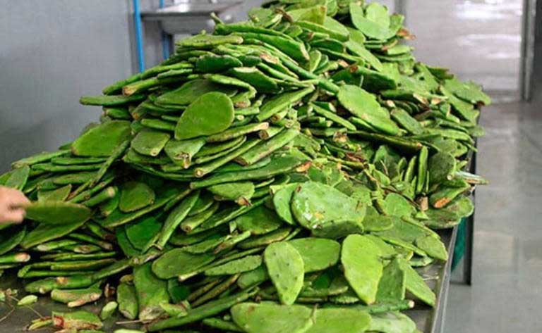 UNAM desarrolla fertilizante con residuos de nopal UNAM desarrolla fertilizante con residuos de nopal