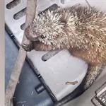Profepa rescata a puercoesp&iacute;n mexicano en Michoac&aacute;n