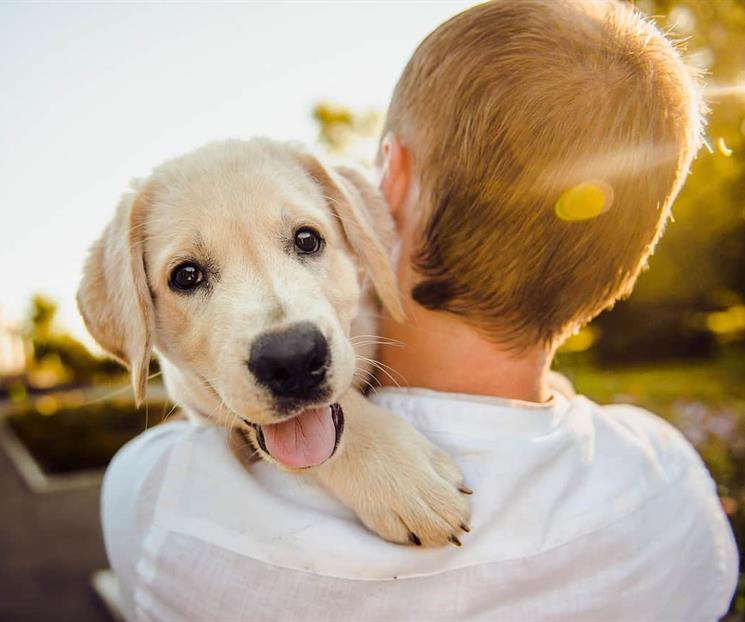 ¿Por qué abrazar a tu mascota reduce el estrés según la ciencia? ¿Por qué abrazar a tu mascota reduce el estrés según la ciencia?