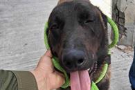 Rescata Divisón Ambiental a perrito lesionado en la vía pública Rescata Divisón Ambiental a perrito lesionado en la vía pública