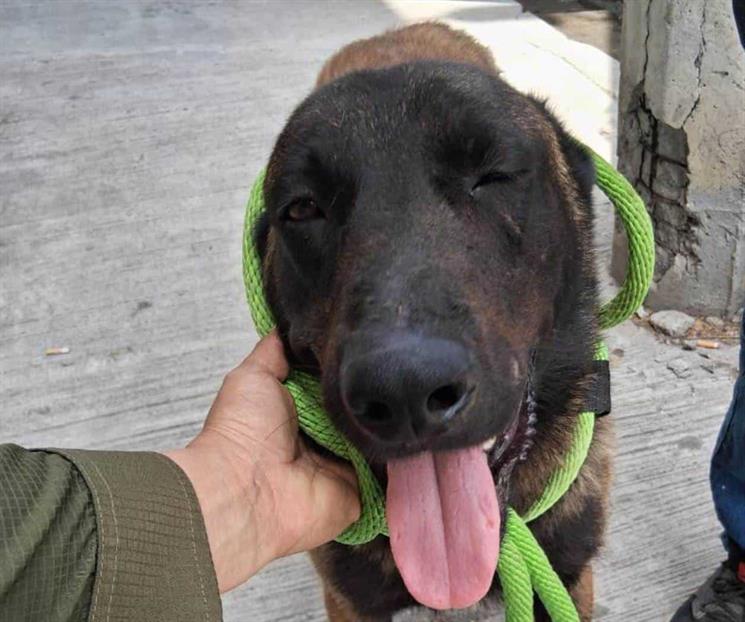 Rescata Divisón Ambiental a perrito lesionado en la vía pública Rescata Divisón Ambiental a perrito lesionado en la vía pública