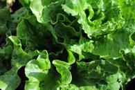 FDA investiga brote de diarrea tras falso positivo a lechuga FDA investiga brote de diarrea tras falso positivo a lechuga