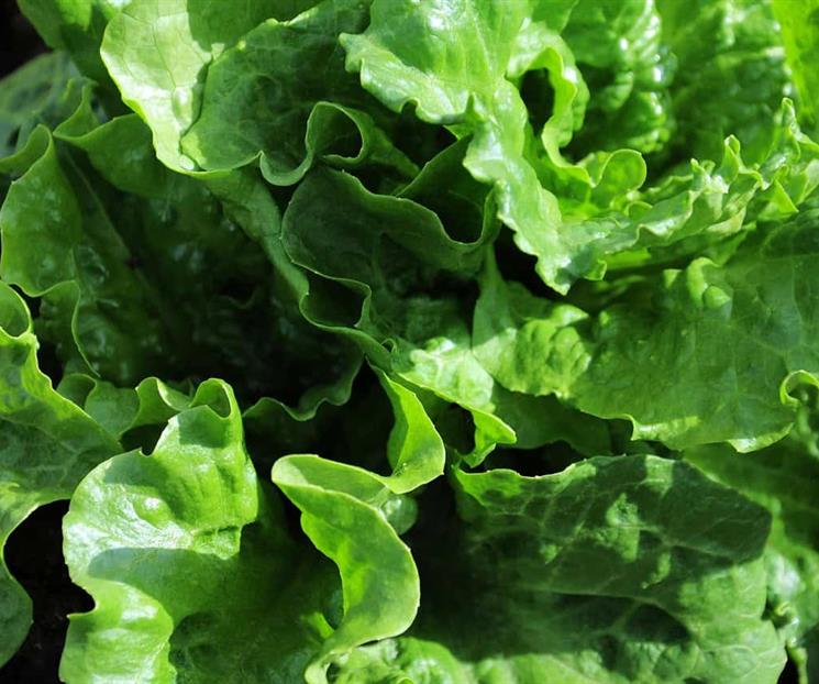FDA investiga brote de diarrea tras falso positivo a lechuga FDA investiga brote de diarrea tras falso positivo a lechuga