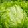 Tras caso de lechuga mexicana en EU, piden m&aacute;s presupuesto en sanida