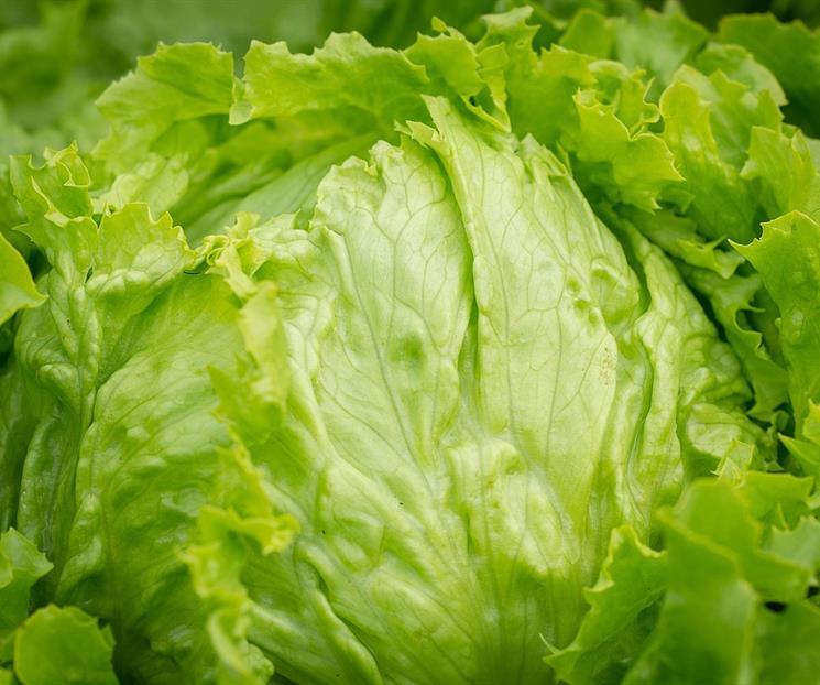 Tras caso de lechuga mexicana en EU, piden más presupuesto en sanida Tras caso de lechuga mexicana en EU, piden más presupuesto en sanida