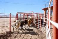 Reactivar&aacute; EU de manera gradual comercio ganadero con M&eacute;xico