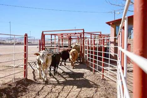 Reactivar&aacute; EU de manera gradual comercio ganadero con M&eacute;xico