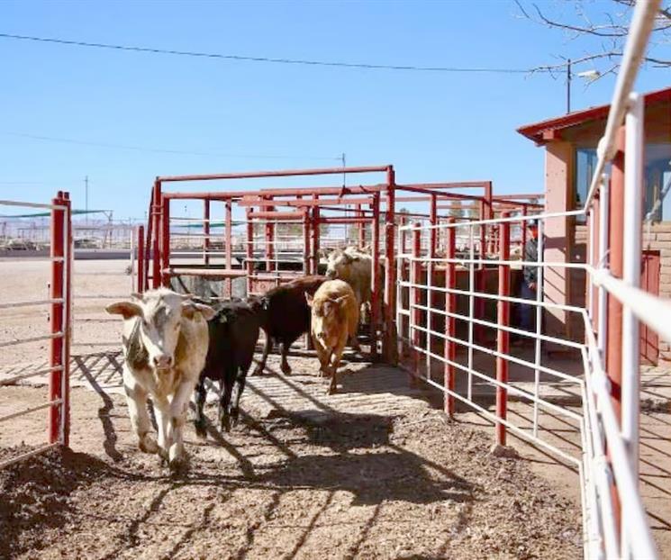 Reactivar&aacute; EU de manera gradual comercio ganadero con M&eacute;xico