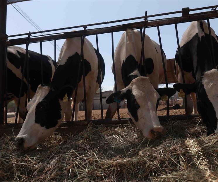 Reapertura de frontera a exportaci&oacute;n de ganado ayudar&aacute; a la econom&iacute;a
