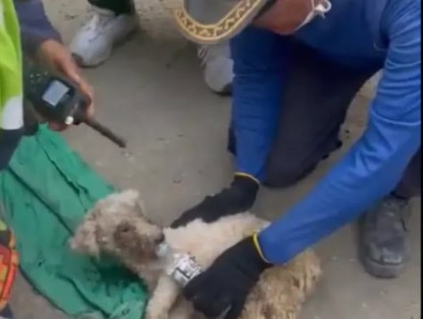 Brigada en Venezuela rescata a perra de los escombros Brigada en Venezuela rescata a perra de los escombros