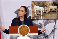Reanudan exportaci&oacute;n de ganado mexicano a Estados Unidos