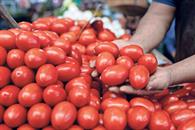 Cae la exportaci&oacute;n de jitomate mexicano a EU