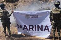 Localiza Marina 291 mil plantas de marihuana en operativo en Tijuana