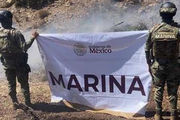 Localiza Marina 291 mil plantas de marihuana en operativo en Tijuana
