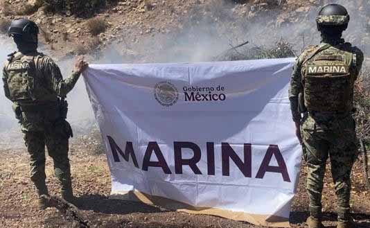 Localiza Marina 291 mil plantas de marihuana en operativo en Tijuana