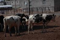 Exportadores ganado sufren p&eacute;rdida de 592 mdd por gusano barrenador