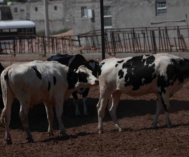Exportadores ganado sufren p&eacute;rdida de 592 mdd por gusano barrenador