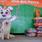 Celebra Ju&aacute;rez D&iacute;a del Perro con jornada de bienestar animal