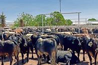 Pierden ganaderos exportadores 592 mdd por gusano barrenador