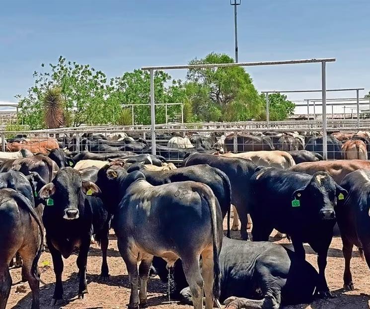 Pierden ganaderos exportadores 592 mdd por gusano barrenador